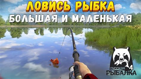 Отыгрываю RP в Русская рыбалка 4 РОЗЫГРЫШ КАТУШКИ YouTube