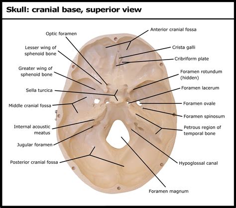Skull Cranial Base Superior View