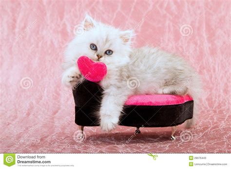Cute Kitten With Love Heart Stock Image Image Of Persian