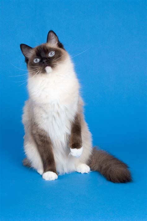 Warm compresses can be of help. Feline Leukemia Vaccine Side Effects - Cat Appy