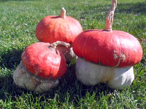Maybe you would like to learn more about one of these? Annie's Journal: Pumpkin Collection 2013