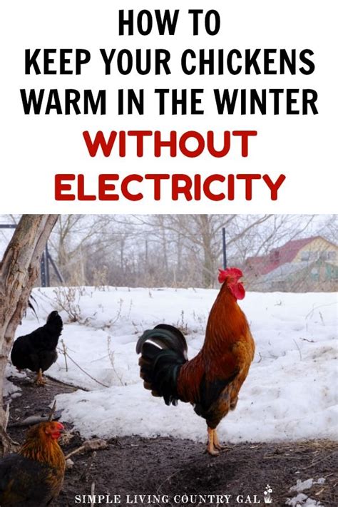Any hacks for handling or minimizing the smell associated with keeping chickens in your own backyard? Tips on how to keep your chickens warm this winter ...