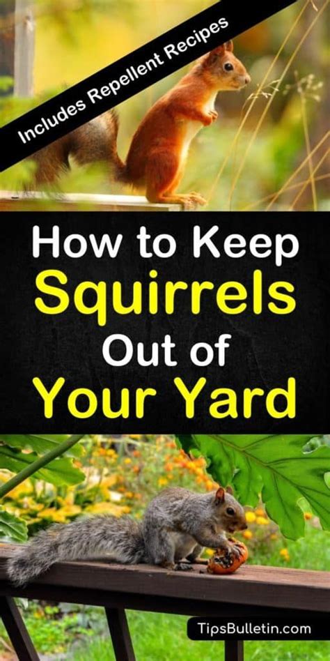 Tips And Tricks For How To Keep Squirrels Out Of Your Yard Learn The