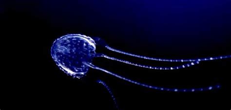 Rarely, box jellyfish envenoming is a life‑threatening emergency. This Tiny Little Thing Is The Most Poisonous Box Jellyfish On Earth