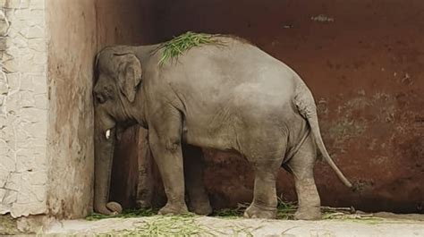 Liberan Al Elefante Más Triste Del Mundo De Zoológico De Pakistán Ntv