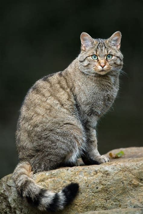 The African Or Near Eastern Wildcat Felis Silvestris Lybica