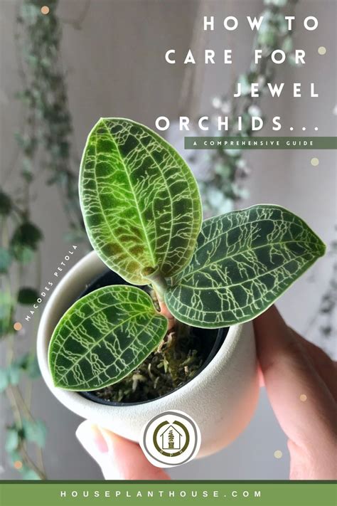 Bechtel, cribb, launert, the manual of cultivated orchid species, 3rd edition, mit press, 1992. How to care for jewel orchids | Jewel orchid, Orchid ...