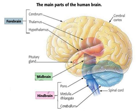 Anatomy And Physiology Central Nervous System Brain A