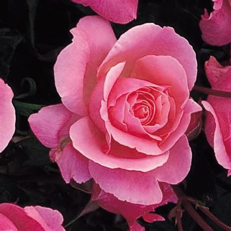Elizabeth was born in mayfair, london, as the first child of t. Rosier 'Queen Elizabeth' | Vente en ligne de Rosiers ...