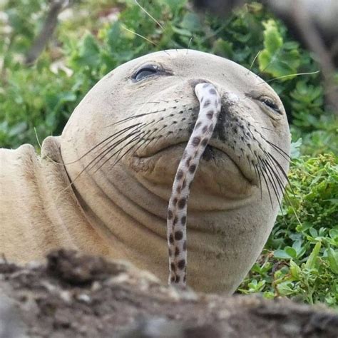 Whats That Guy Doing In Our Seal Dudes Nose Hawaiian Monk Seal