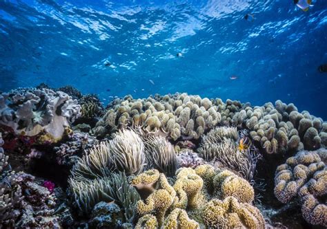 Coral Reef Palau Stock Image Image Of Marine Water 105556183