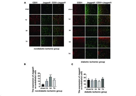 Suppressed Jagged1 Notch1 Signaling After Acute Ischemic Stroke In