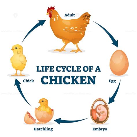 Life cycle of a chicken. Life cycle of a chicken vector illustration - VectorMine