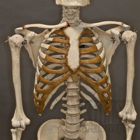 Real Human Skeleton Homo Sapiens Skulls Unlimited 1