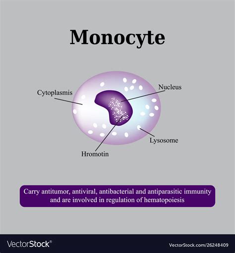 The Anatomical Structure Monocytes Blood Cells Vector Image