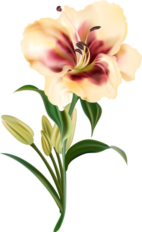 Clipart Download Amaryllis Drawing Realistic - Flower Drawing Realistic - Png Download - Full ...