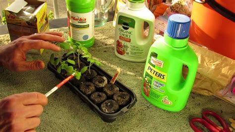 When To First Fertilize Your Tomato Seedlings With Liquid Fertilizer