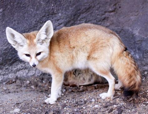 Fennec Foxes Facts Photos Videos And Exotic Pets Pethelpful By