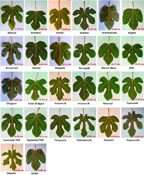Typical Leaves Of Each Of The 26 Fig Tree Accessions Studied Ficus