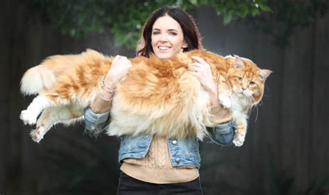 Omar The Maine Coon Is This The Longest Cat In The World Nature