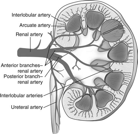 Kidney Renal Hilum Anatomy