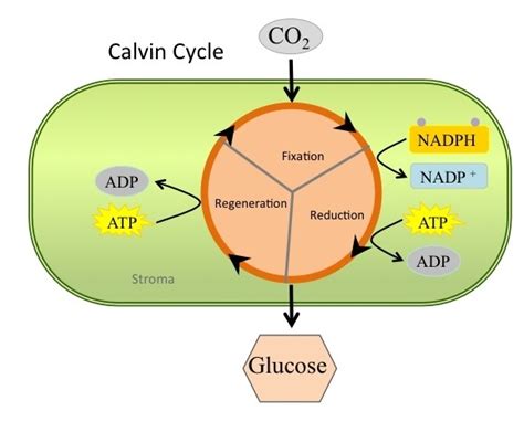 Glucose they make from photosynthesis oxygen is made as a waste product for photosynthesis. Overview of calvin cycle By OpenStax (Page 2/2) | Jobilize LLC