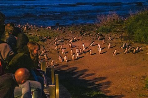 Phillip Island Penguin Parade 23 Essential Things You Should Know
