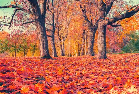 Laeacco Autumn Landscape Backdrop 10x65ft Photography Background