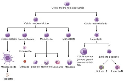 Que Clases De Celulas Hay En La Sangre Consejos Celulares