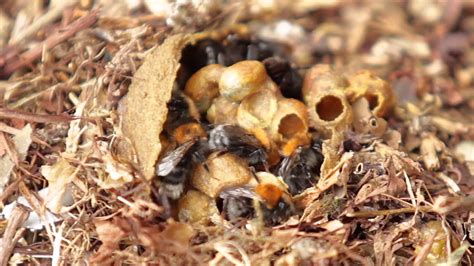 Tree Bumblebee Nest Youtube