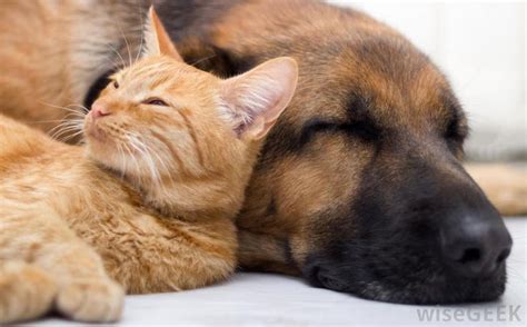 Cute Pics Of Cats And Dogs Together Cats Blog
