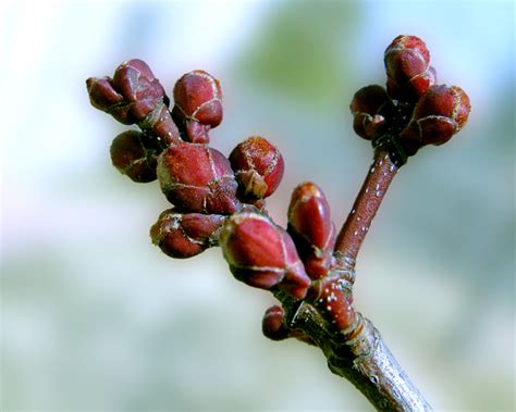 Red Maple Tree Buds Flickr Photo Sharing