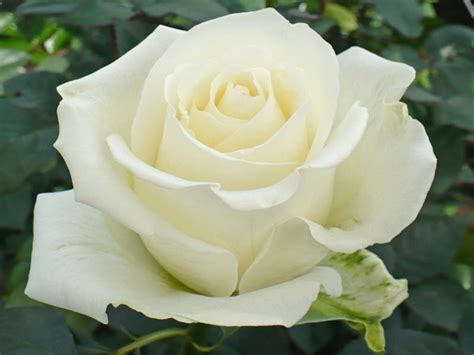 Imágenes De Rosas Blancas Imágenes