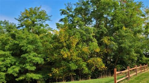 Complete Guide To Black Walnut Trees Juglans Nigra Growit Buildit