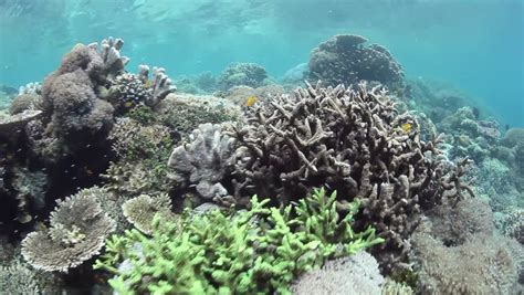 Reef Building Corals Compete Space Grow On Stock Footage Video 100