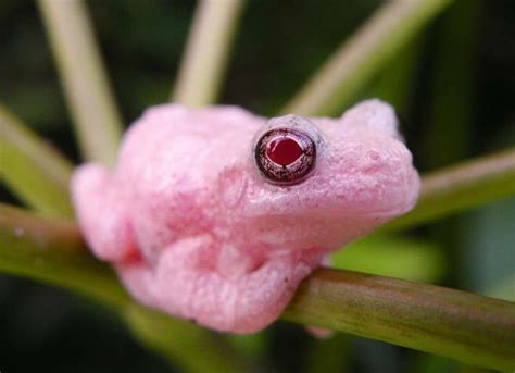 Albino Tree Frog Looks Like Candy Rforbiddensnacks