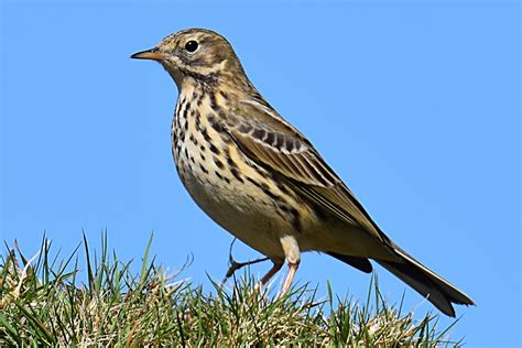 Meadow Pipit Facts And Information Gwct Big Farmland Bird Count