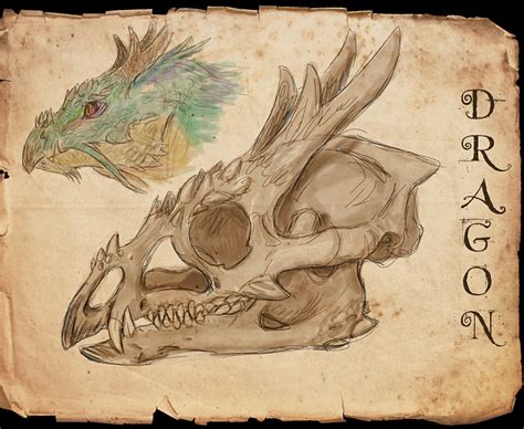 Dragon Skull By Viergacht On Deviantart