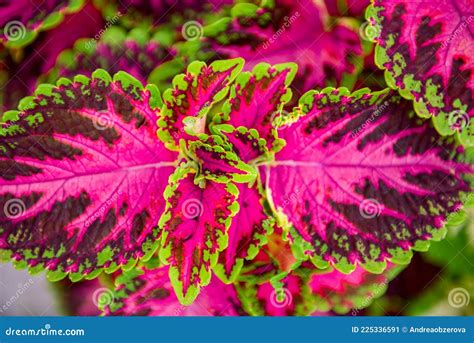 Close Up Of Variegated Pink And Green Coleus Plant Painted Nettle
