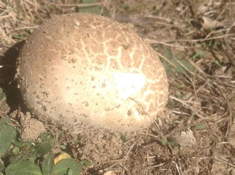 Mushroom In Ohio Rwhatsthisplant