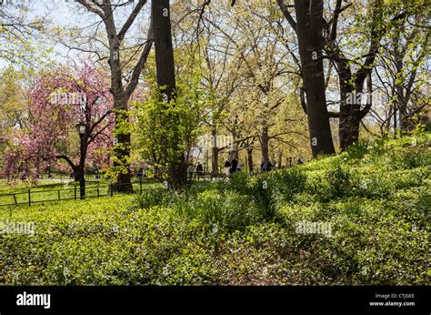 Springtime In Central Park Nyc Stock Photo Alamy