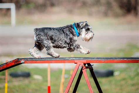 Dog agility is a fun team sport that you and your dog can enjoy together. 3 Types of DIY PVC Dog Agility Equipment - PatchPuppy.com