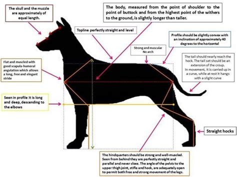 Der xolo auch perro pila (kahler hund) oder mexikanischer nackthund genannt, ist wahrlich nicht nur die aussergewöhnlichste sondern auch eine der seltensten hunderasse. Xoloitzcuintle, Perro sin Pelo del Peru vom Zwinger Qurra ...