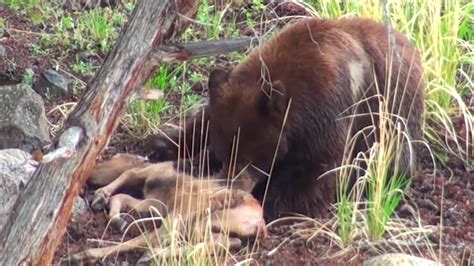 Video Attaque D Ours Sur Un Faon Wapiti Bear Killing Calf Elk YouTube