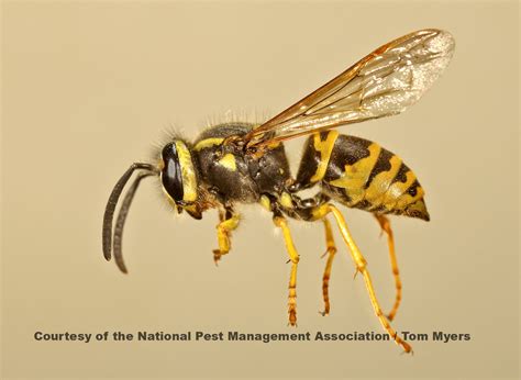 Wasp Information For Kids Hornet And Yellow Jacket Facts