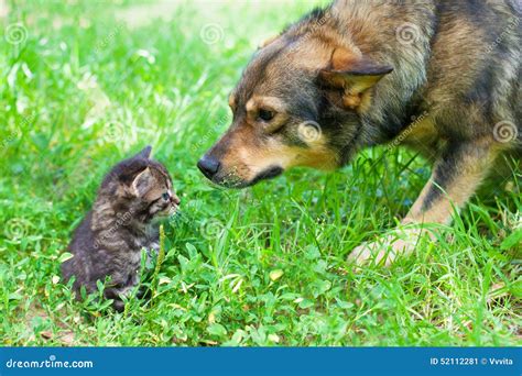 Big Dog And Little Kitten Stock Image Image Of Summer 52112281