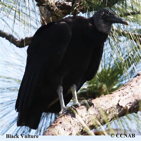 Black Vulture North American Birds Birds Of North America