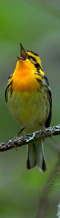 60 Indiana Native Birds Ideas Birds Beautiful Birds Pet Birds