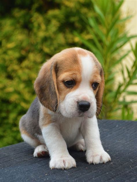 Beagle Zuzia Myszka Beagle Very Cute Dogs Beagle Puppy Cute