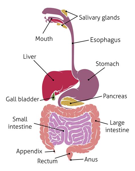 A Diagram Of The Lower Gastrointestinal Tract Human Digestive System